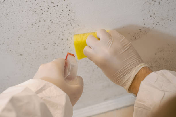  Methuen Town, MA Mold Removal Pros