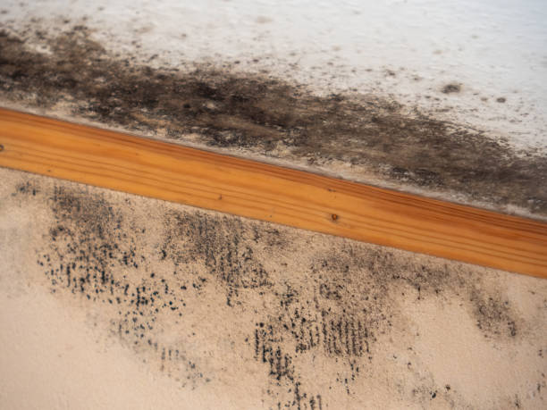 Best Mold Damage Restoration  in Methuen Town, MA