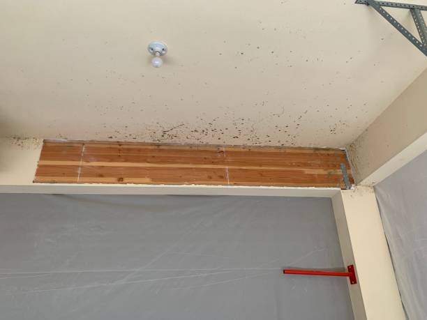 Trusted Methuen Town, MA Mold Removal Experts