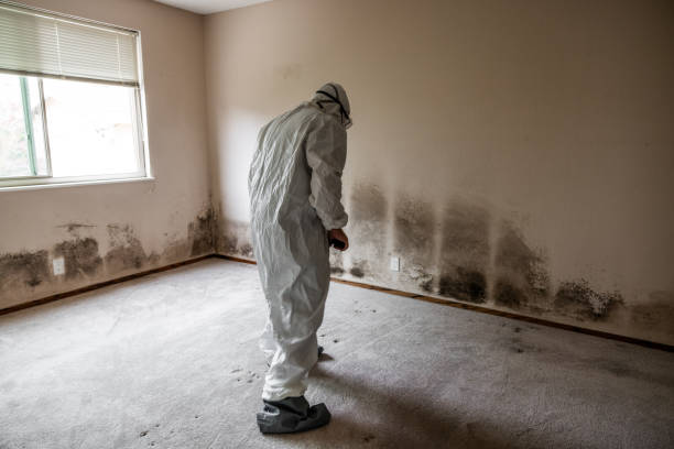 Best Biohazard Mold Removal  in Methuen Town, MA