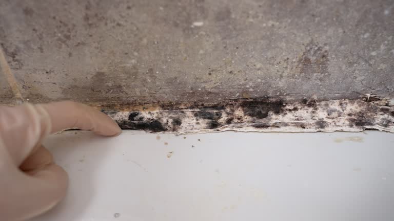 Best Mold Documentation for Insurance Claims  in Methuen Town, MA